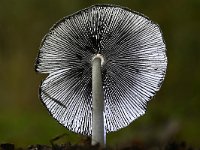 Coprinopsis lagopus 7, Hazenpootje, Saxifraga-Luuk Vermeer