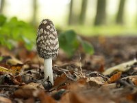 Coprinopsis picaceus 11, Spechtinktzwam, Saxifraga-Luuk Vermeer