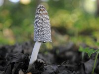 Coprinopsis picaceus 21, Spechtinktzwam, Saxifraga-Jan Nijendijk