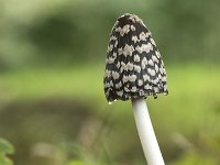 Coprinopsis picaceus 4, Spechtinktzwam, Saxifraga-Luuk Vermeer