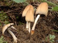 Coprinopsis truncorum