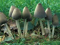 Coprinus atramentarius 3, Kale inktzwam, Saxifraga-Jan de Laat