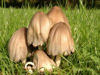 Coprinus atramentarius 1, Kale inktzwam, Saxifraga-Jan van der Straaten