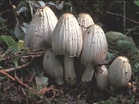 Coprinus atramentarius 2, Kale inktzwam, Saxifraga-Jan van der Straten