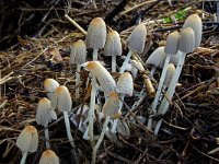 Coprinus callinus 3, Slanke donsinktzwam, Saxifraga-Lucien Rommelaars