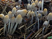 Coprinus callinus 4, Slanke donsinktzwam, Saxifraga-Lucien Rommelaars