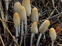 Coprinus callinus 5, Slanke donsinktzwam, Saxifraga-Lucien Rommelaars