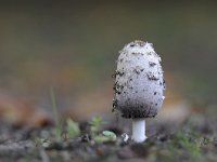 Coprinus comatus 13, Geschubde inktzwam, Saxifraga-Luuk Vermeer