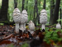 Coprinus comatus 15, Geschubde inktzwam, Saxifraga-Luuk Vermeer