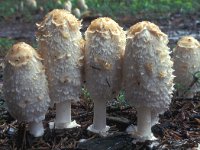 Coprinus comatus 2, Geschubde inktzwam, Saxifraga-Jan van der Straten