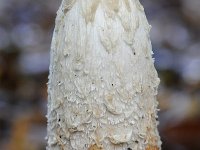 Coprinus comatus 20, Geschubde inktzwam, Saxifraga-Luuk Vermeer