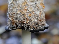 Coprinus comatus 21, Geschubde inktzwam, Saxifraga-Luuk Vermeer