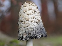 Coprinus comatus 23, Geschubde inktzwam, Saxifraga-Luuk Vermeer