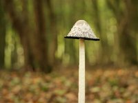 Coprinus comatus 3, Geschubde inktzwam, Saxifraga-Jaap Schelvis