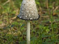 Coprinus comatus 9, Geschubde inktzwam, Saxifraga-Willem van Kruijsbergen