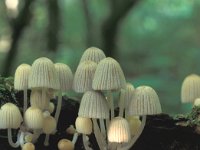 Coprinellus disseminatus 2, Zwerminktzwam, Saxifraga-Jan van der Straten