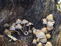 Fairy inkcap (Coprinellus disseminatus) in old tree stump  Fairy inkcap (Coprinellus disseminatus) in old tree stump : autumn, autumnal, Coprinellus disseminatus, coprinus disseminatus, Fairy inkcap, fall, fungi, fungus, inkcap, many, mushroom, natural, nature, no people, nobody, old, outdoor, outdoors, outside, stump, toad stool, tree, tree stump, trooping crumble cap