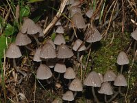 Coprinellus disseminatus 1, Zwerminktzwam, Saxifraga-Jan van der Straaten