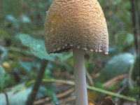 Coprinus domesticus, Firerug Inkcap