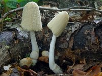 Coprinellus domesticus 3, Grote viltinktzwam, Saxifraga-Lucien Rommelaars