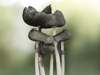 Coprinus lagopus 5, Hazenpootje, Saxifraga-Luuk Vermeer