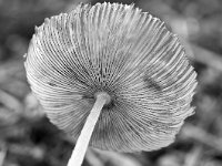 Coprinus lagopus 6, Hazenpootje, Saxifraga-Luuk Vermeer