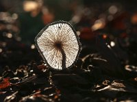 Coprinus lagopus 7, Hazenpootje, Saxifraga-Luuk Vermeer