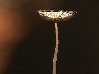 Coprinus lagopus 8, Hazenpootje, Saxifraga-Luuk Vermeer