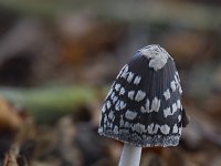 Coprinus picaceus 18, Spechtinktzwam, Saxifraga-Jan Nijendijk