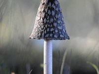 Coprinus picaceus 20, Spechtinktzwam, Saxifraga-Jan Nijendijk