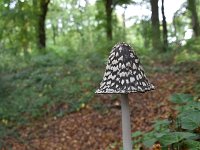 Coprinus picaceus 24, Spechtinktzwam, Saxifraga-Jan Nijendijk