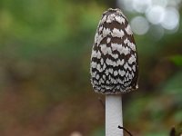 Coprinus picaceus 25, Spechtinktzwam, Saxifraga-Jan Nijendijk