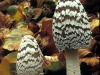 Coprinus picaceus 3, Spechtinktzwam, Saxifraga-Jan van der Straten