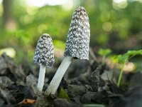 Coprinus picaceus 6, Spechtinktzwam, Saxifraga-Luuk Vermeer