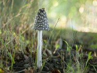 Coprinus picaceus 7, Spechtinktzwam, Saxifraga-Luuk Vermeer