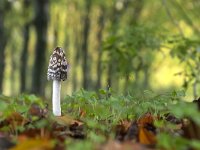 Coprinus picaceus 9, Spechtinktzwam, Saxifraga-Luuk Vermeer