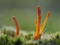 Cordyceps militaris 10, Rupsendoder, Saxifraga-Luuk Vermeer