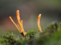 Cordyceps militaris 11, Rupsendoder, Saxifraga-Luuk Vermeer