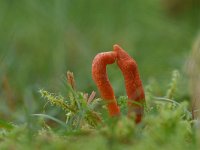 Cordyceps militaris 14, Rupsendoder, Saxifraga-Luuk Vermeer