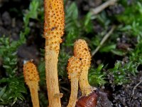 Cordyceps militaris 4, Rupsendoder, Saxifraga-Lucien Rommelaars