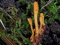 Cordyceps militaris 5, Rupsendoder, Saxifraga-Lucien Rommelaars