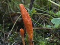 Cordyceps militaris 6, Rupsendoder, Saxifraga-Willem van Kruijsbergen