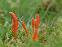 Cordyceps militaris 8, Rupsendoder, Saxifraga-Luuk Vermeer