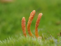 Cordyceps militaris 9, Rupsendoder, Saxifraga-Luuk Vermeer