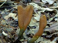 Cordyceps ophioglossoides 3, Zwarte truffelknotszwam, Saxifraga-Lucien Rommelaars