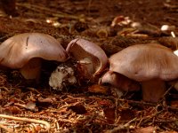 Cortinarius variicolor 1, Variabele gordijnzwam, Saxifraga-Jan van der Straaten