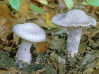 Cortinarius alboviolaceus 2, Lila gordijnzwam, Saxifraga-Jan de Laat