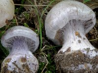 Cortinarius alboviolaceus 3, Lila gordijnzwam, Saxifraga-Lucien Rommelaars