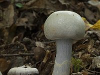 Cortinarius anomalus 3, Vaaggegordelde gordijnzwam, Saxifraga-Willem van Kruijsbergen