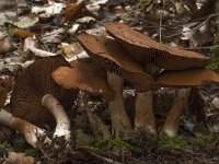 Cortinarius argutus var  fraudulosus 2, Saxifraga-Willem van Kruijsbergen